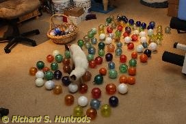 ummagumma c-balls & tara 2016-11 1